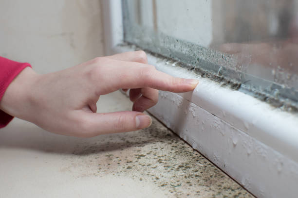 Best Mold Prevention Services  in Bryans Road, MD